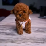 Safkan Nadir Dişi Yavrular