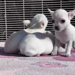 Safkan Tea Cup Chihuahua Yavruları Beyaz Renk