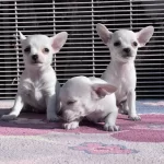 10 Aylık Erkek Chihuahua