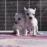 Fci Kif Scrli Show Class Chihuahua