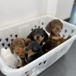 Dachshund Sosis Köpek Yavrular
