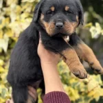 İri Pati Rottweiler Yavrusu
