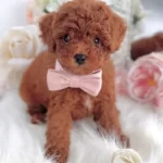 Super Zeki Star Adayi Kore Poodle Cocuklar