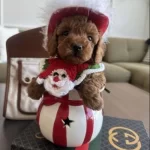 Orji̇nal Toy Poodle Çocuklar Sağlik Garanti̇li̇