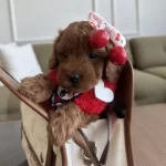 Yok Bu Kadar Guzeli Koreli Poodle Bebeklerimiz