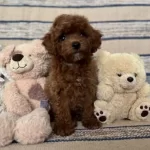 Minnos Zeki Pofuduk Toy Poodle Cocuklarim