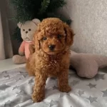 Akilli Tatli Masum Toy Poodle Yavrucaklarim