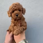 Yok Bu Kadar Ozel Ve Guzel Poodle Bebisler