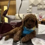 Egitimli Sevimli Super Zeka Toy Poodle Cocuklarim