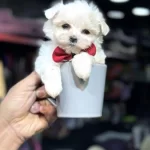 Ev Ortamında Doğan Bebeklerim Yeni Evini Ariyor