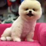 Orji̇nal Pomerani̇an Boo Yavrular