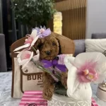 Büyümeyecek Eğitimli Ve Sosyal Toy Poodle