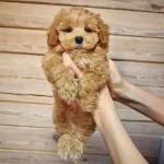 Maltipo Yavrusu Mars Acil Yuva Arıyor