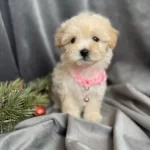 9 Aylık Maltipoo Ücretsiz Sahiplendirme