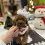 Erkek Ve Dişi Kore Poddle Teacbupp