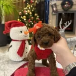 Sevgi Dolu Pofuduk Irk Garantili Poodle Yavrular