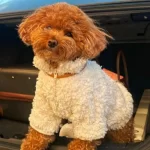 Yeni Yuvasını Bekleyen Poodle Bebekler