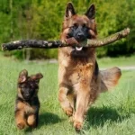 İstanbul Ücretsiz Dişi Kısır Alman Kurdu Yuva Arıyor