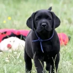 3,5 Aylık Çakır Gözlü Labrador