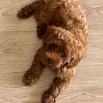 Apricot Toy Poodle Dişi Yavrular