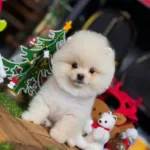 2 Aylık Pomeranian Boo Dişi