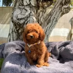 Egitimli Akilli Super Zeka Toy Poodle Bebeklerimiz