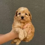 Çok Uyguna Sevimli Maltipoo Yavrum! Eşyalari Ile Birlikte