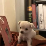 Chihuahua Maltipoo Melezi Bebekler