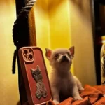 Uzun Tüylü Chihuahua Kızımıza Yuva Arıyoruz