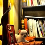 Erkek Chihuahua Yavrularımız