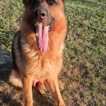 Asi̇l Ücretsi̇z Sahi̇plendi̇ri̇li̇yor