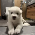 Sevimli Samoyed Yavrularımız