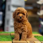 Toypoodle Rony Iyi Bir Aileye Sahiplendirilecek