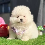 3 aylık Pomeranian Boo Dişi