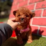 Ufak Boyut  Toy Poodle Yavrular