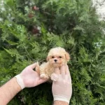 Çok Uyguna Maltipoo 2 Aylık Dişi Ve Erkek