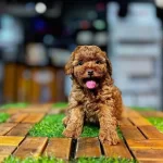 Poodle Teacup Hakiki Kore Kanı