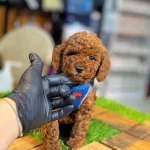 Ücretsiz Sahiplendirmek İçin Yuva Arıyoruz