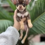 Chihuahua Toy Poodle Melezi Olan Safkan