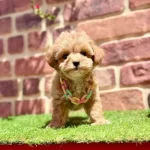 Toypoodle Değil Maltipoo Bebekler