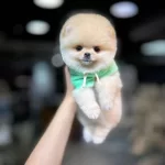 Uysal Oyuncu Pomeranian Boo