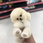 Rusya Girişli Tuvalet Eğitimli Mini Yavrular