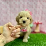 2 Buçuk Aylık Erkek Maltipo Aşılı Yavru