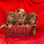 Dachshund Sosis Köpek Mini Boy Yavrular