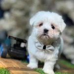 Scr Li Korean Yavrular 2 Erkek 1 Dişi