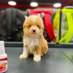 Can Dostumuz Dobby’yi Çok Sevecek Bir Aile Arıyoruz..