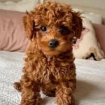 Karam Icin Yeni Bir Aile Yuva Ariyoruz