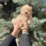 Çanta Boy Sevimlilik Ufacık Boy Toy Poodle