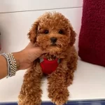 Toy Poodle 3 Aylik Di̇şi̇ Irk Garanti̇li̇