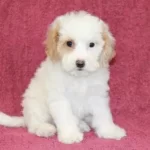 Lucas ‘A Oğluşumuza yuva Arıyıoruz.